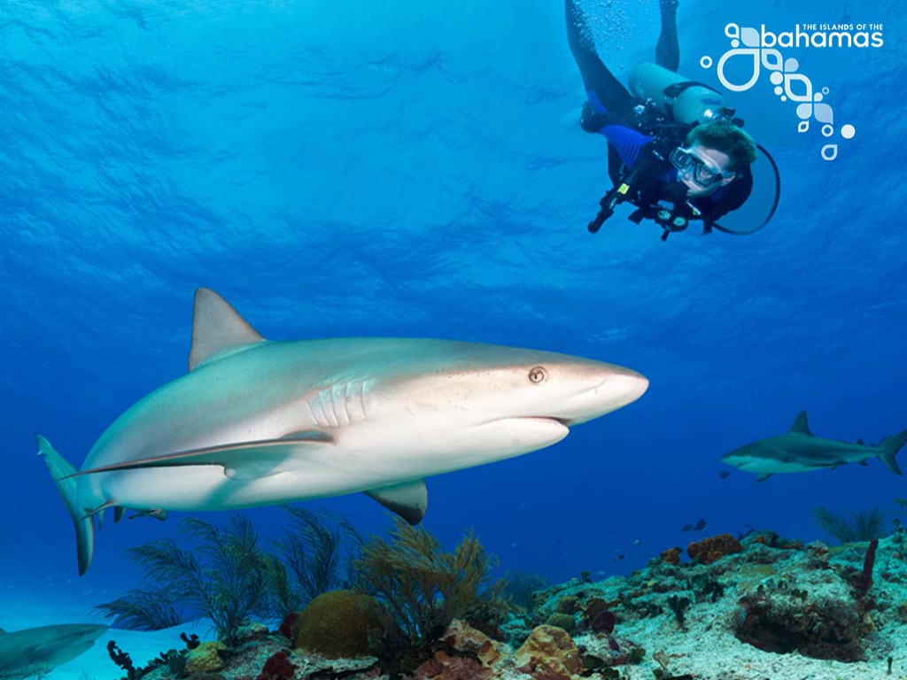 A scuba diver swimming in the ocean with Caribbean Reef Sharks.