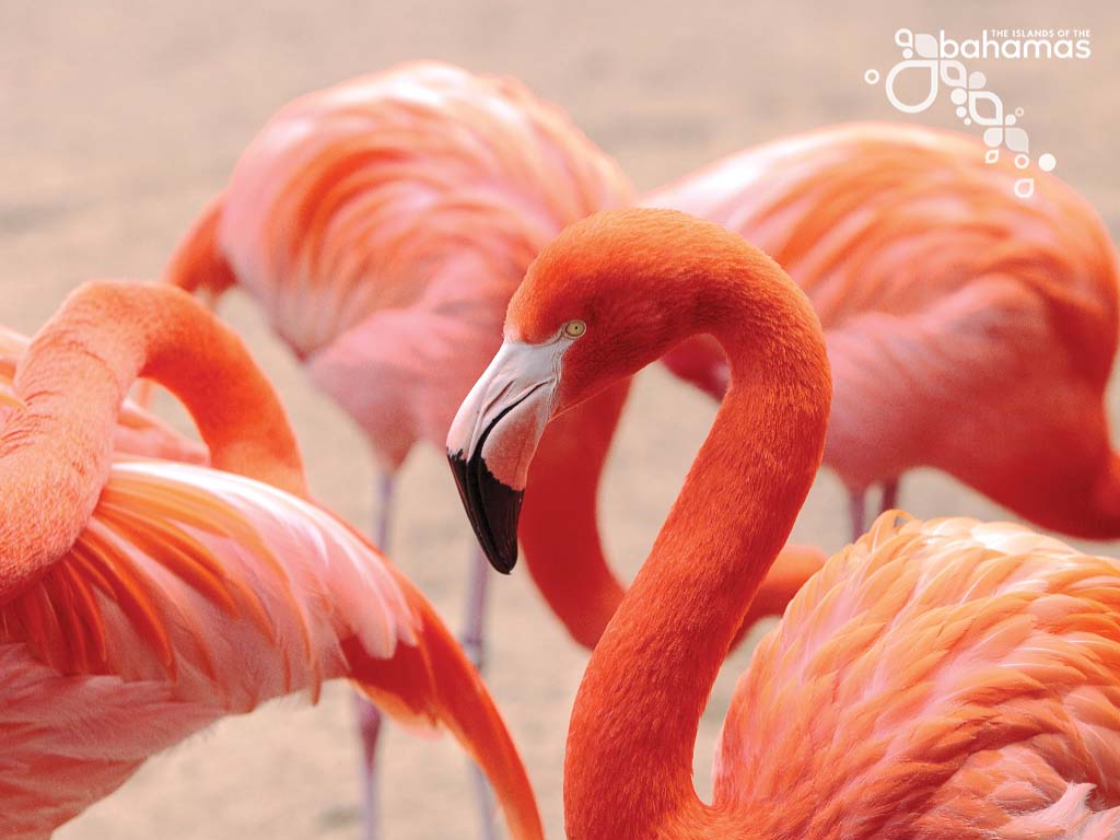 A group of pink flamingos.