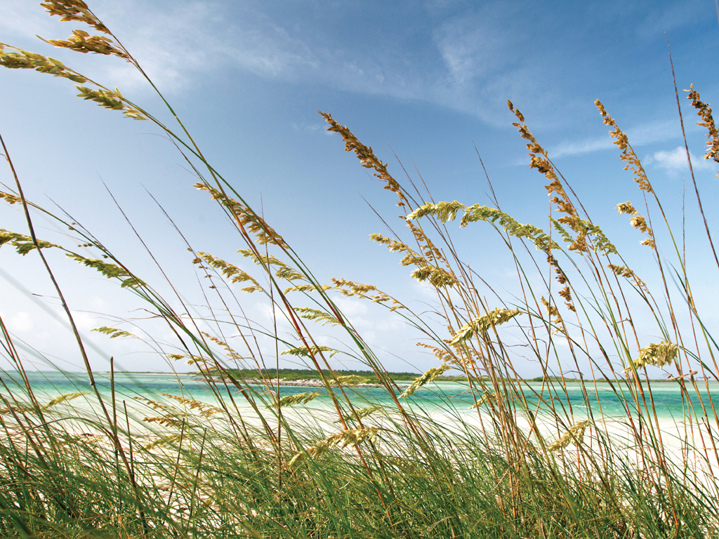 Sea oats growing along a beach.